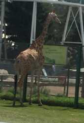 giraffe.PNG
